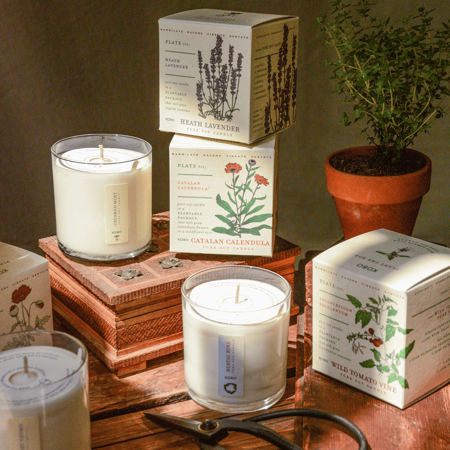 Red Poppy Plant the Box Candle