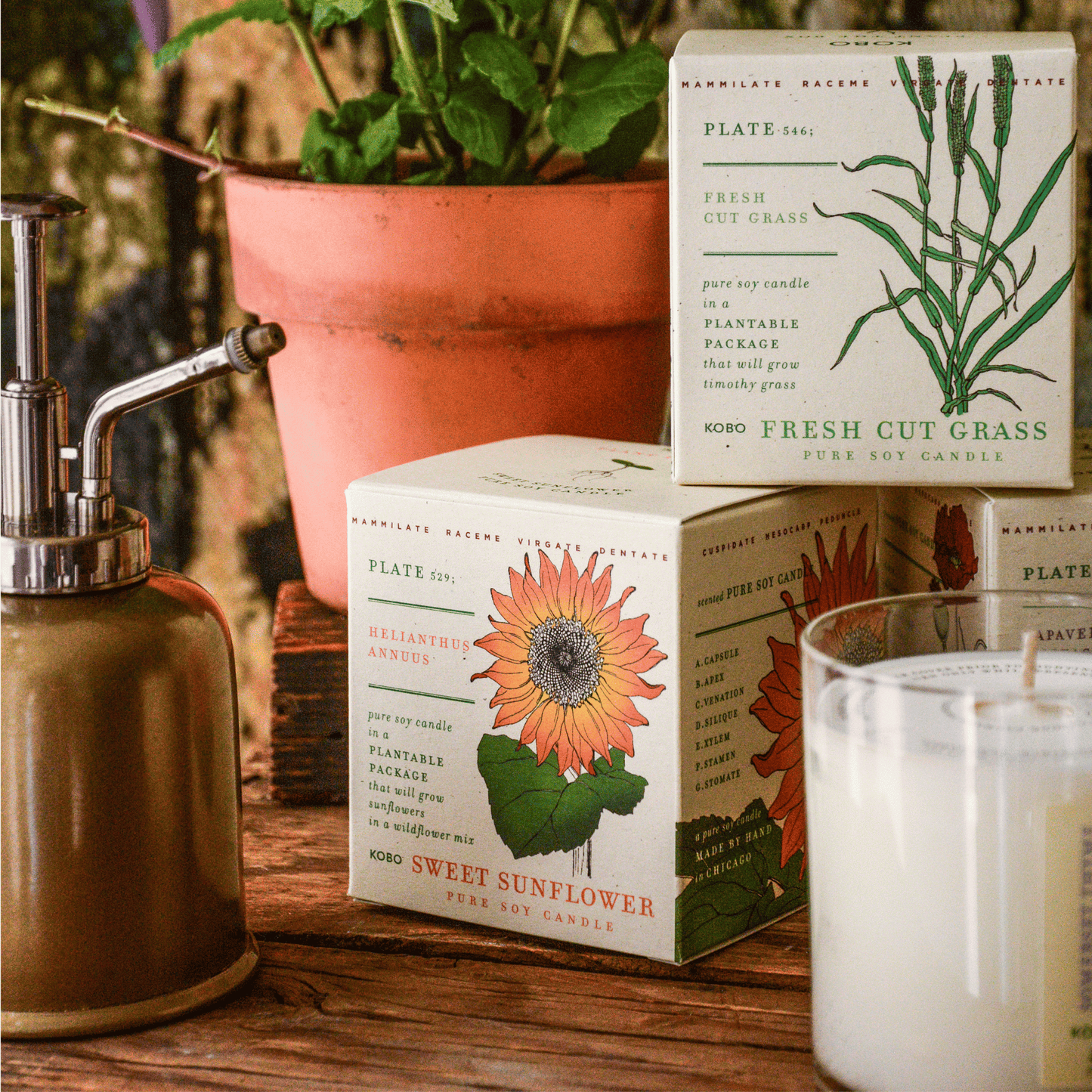 Alternate Image of Sweet Sunflower Plant the Box Candle