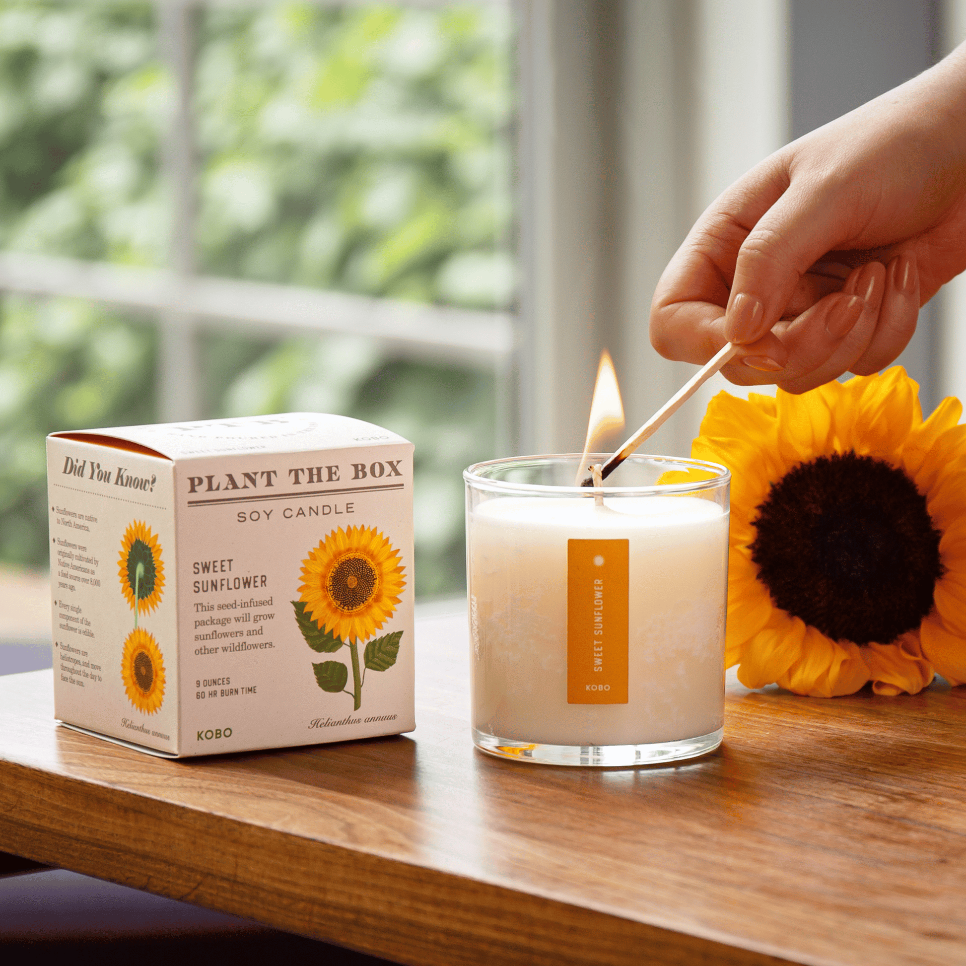 Alternate Image of Sweet Sunflower Plant the Box Candle