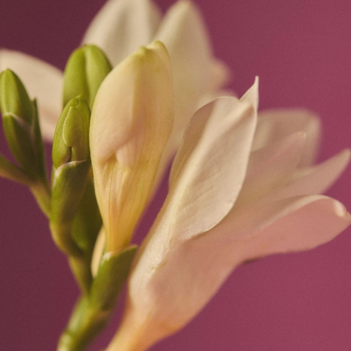 Alternate Image of The Usual Candle, white flowers