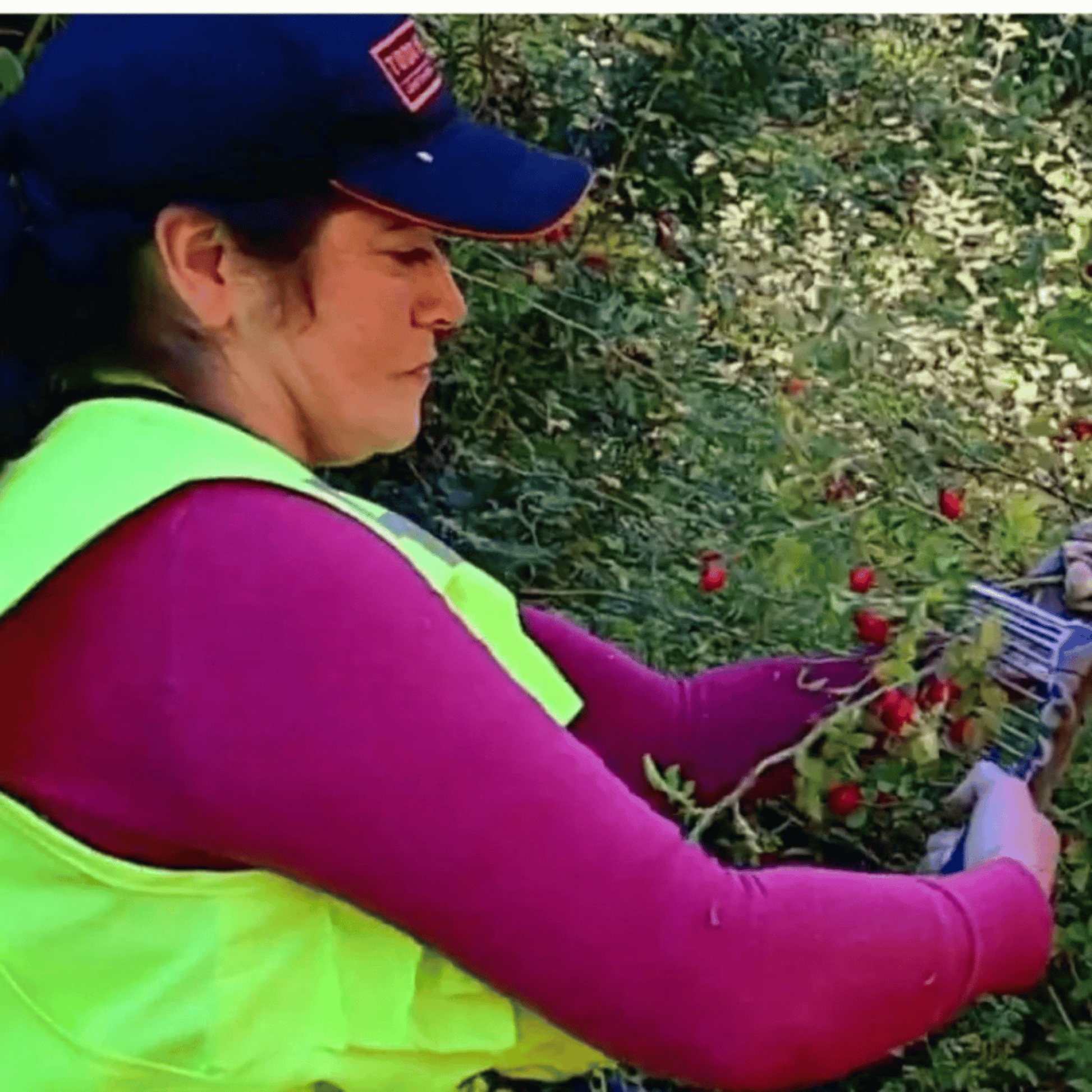 Alternate Image of 100% Organic Rosehip Oil