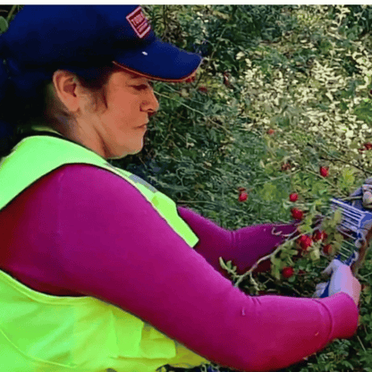 Alternate Image of 100% Organic Rosehip Oil