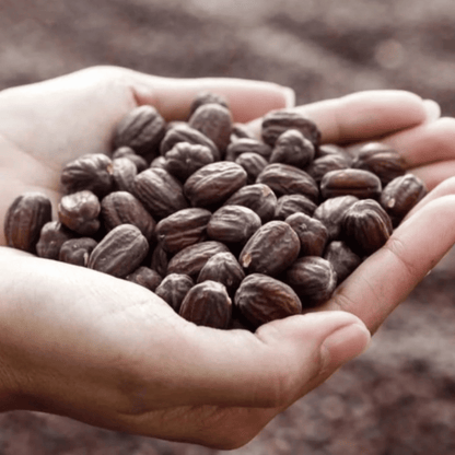 Alternate Image of 100% Organic Santal and Jojoba Oil