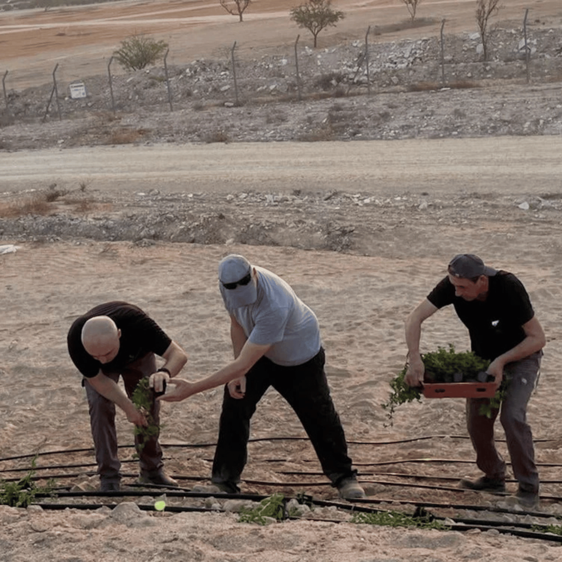 Alternate Image of 100% Organic Santal and Jojoba Oil