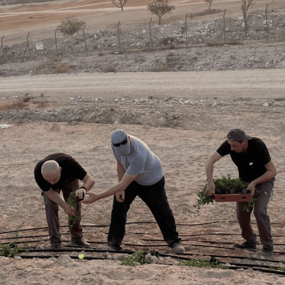 Alternate Image of 100% Organic Santal and Jojoba Oil