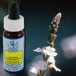 Primary image of Vervain