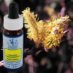 Primary image of Willow