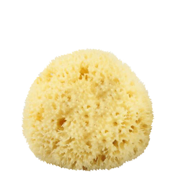 Primary image of Natural Sea Sponge #2