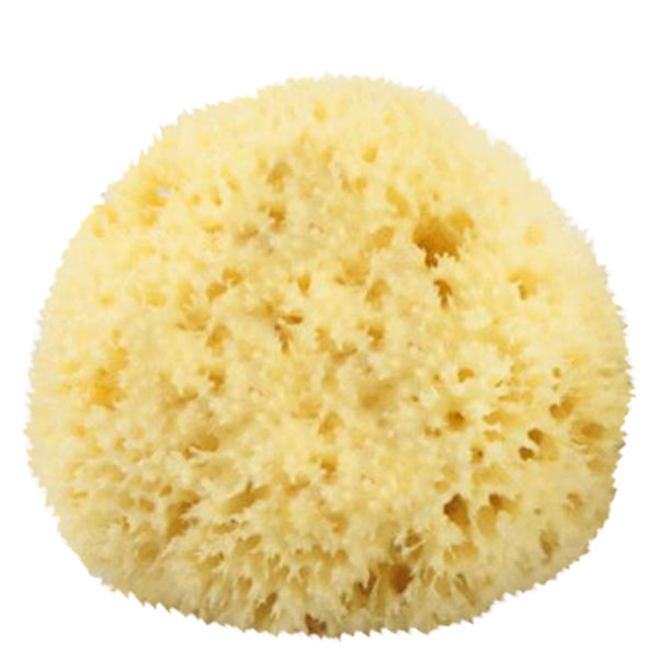 Primary image of Natural Sea Sponge #4