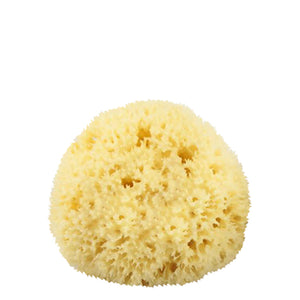 Front view of Natural Sea Sponge #1 showcasing its round, porous texture on a white background