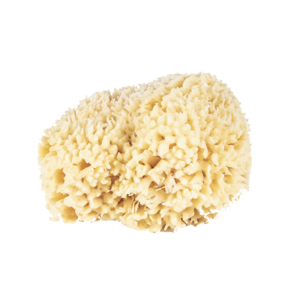 Primary image of 5.5 inch Sponge