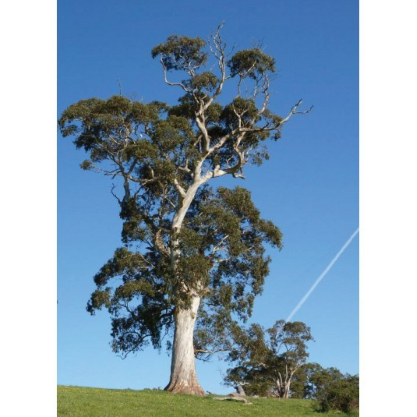 Auroma Eucalyptus Blue Gum Essential Oil (0.33 fl oz) #10085111