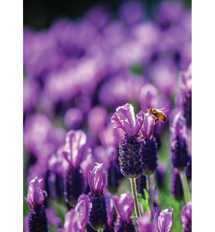 Auroma Lavender French Alpine Essential Oil (0.33 fl oz) #10214