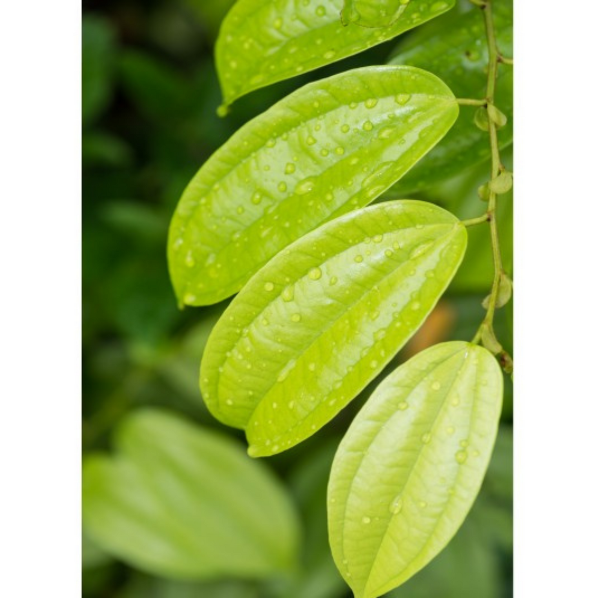 Auroma Cinnamon Leaf Unrect. Essential Oil (0.33 fl oz) #10170