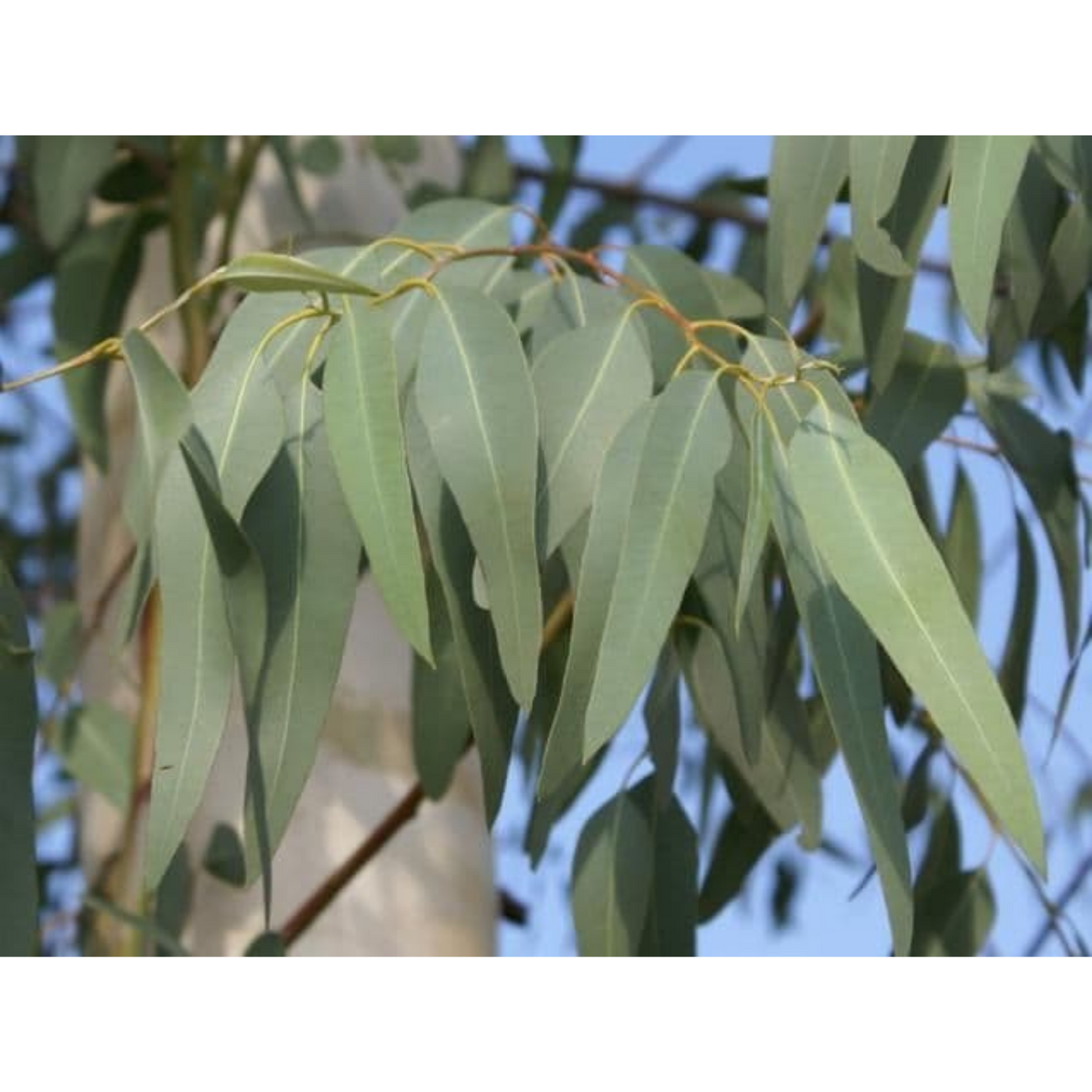 Auroma Eucalyptus Australiana Essential Oil (3.33 fl oz) #10335