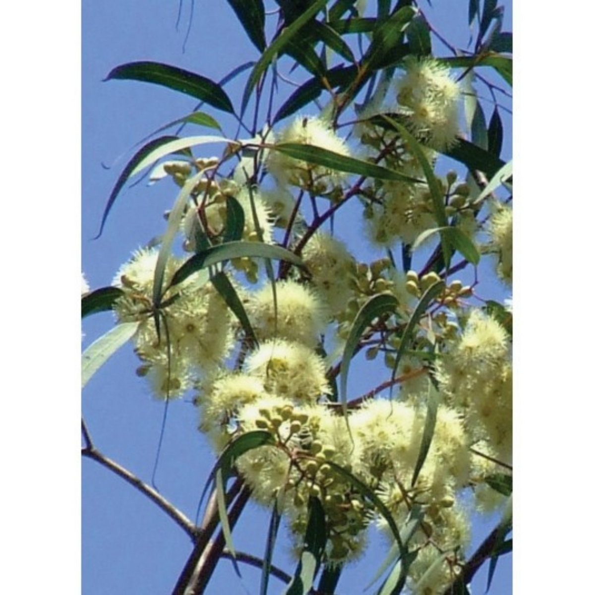 Auroma Eucalyptus Lemon Scented Essential Oil (0.33 fl oz) #10188