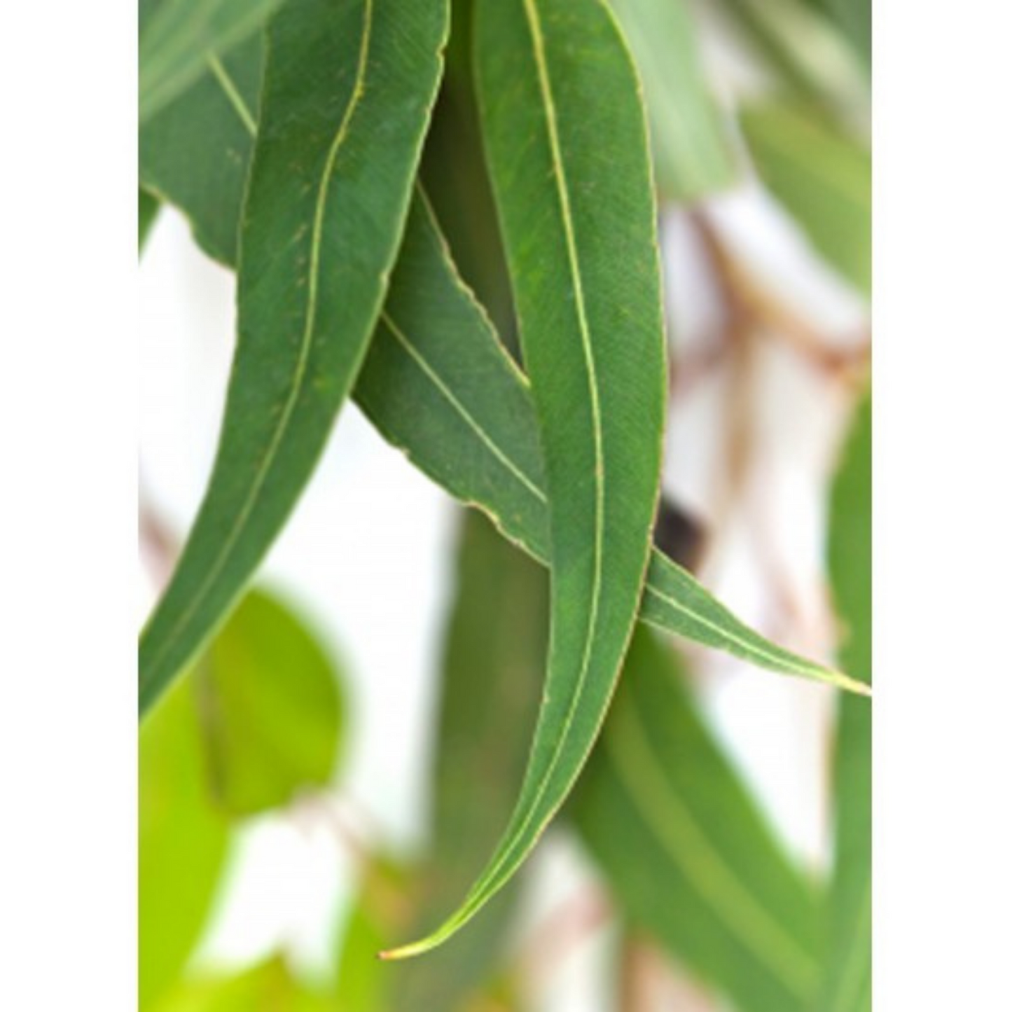 Auroma Eucalyptus Peppermint Essential Oil (0.33 oz) #10085038