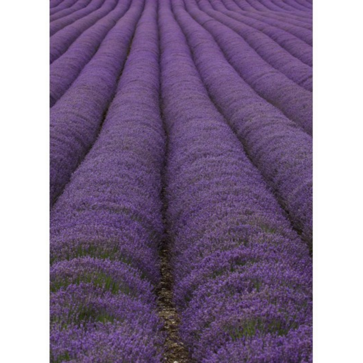 Auroma Lavender Essential Oil (3.33 fl oz) #10356