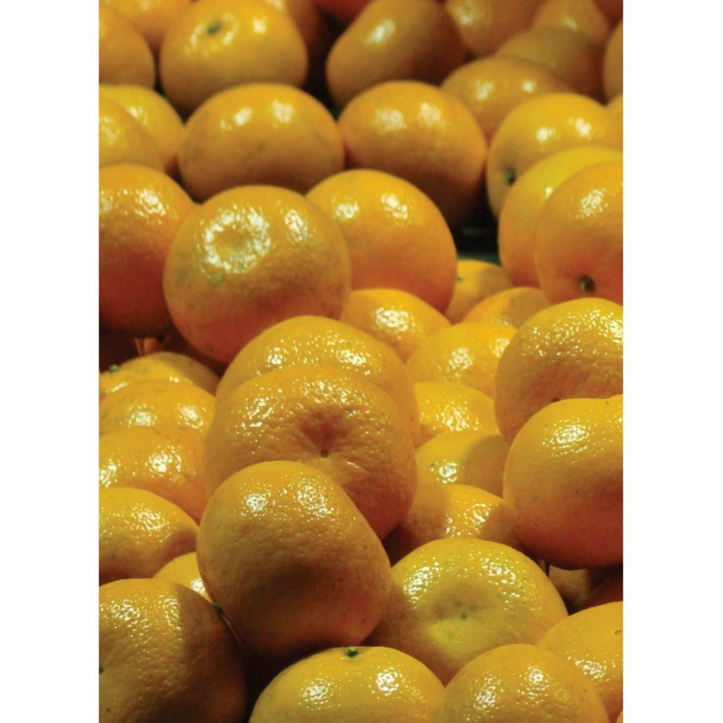 Auroma Mandarin-Cold Pressed Essential Oil (0.33 fl oz) #10226