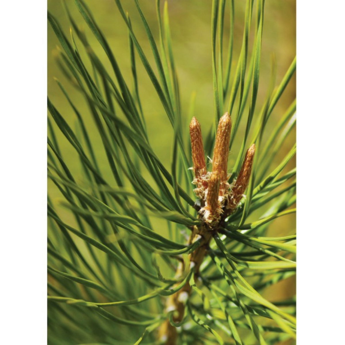 Auroma Pinus Silvestrus (Pine) Essential Oil (0.33 fl oz) #10256