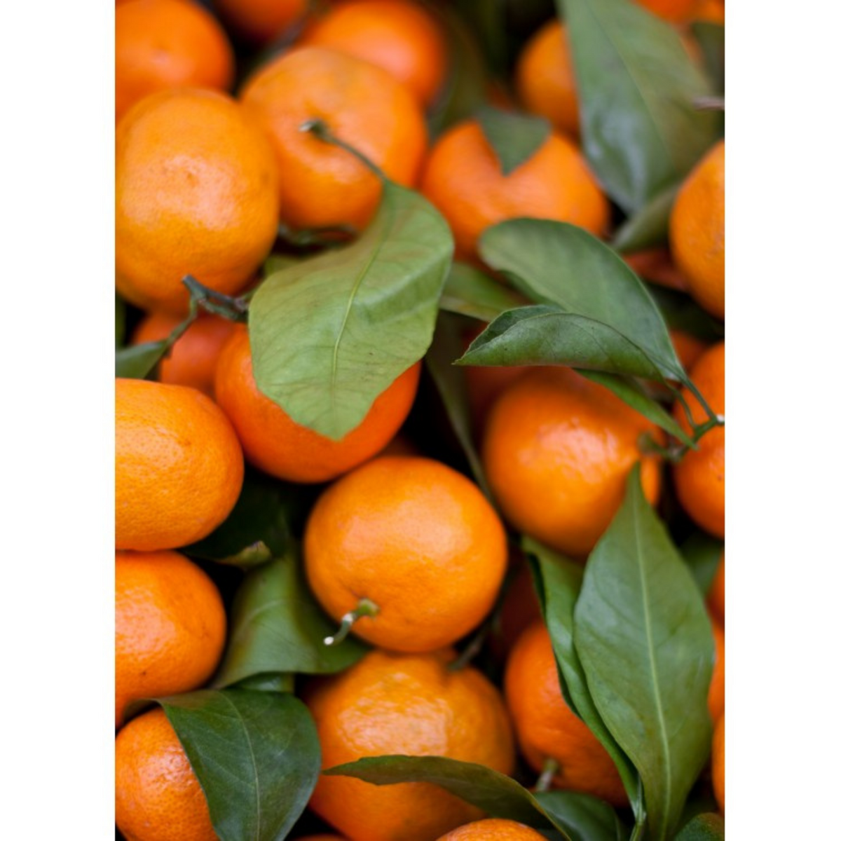 Auroma Tangerine Essential Oil (0.33 fl oz) #10273